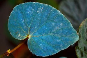 Begonia Holds Key to Improving How Energy From Light Is Harvested