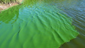 New Approach Derives Hydrogen from Algae