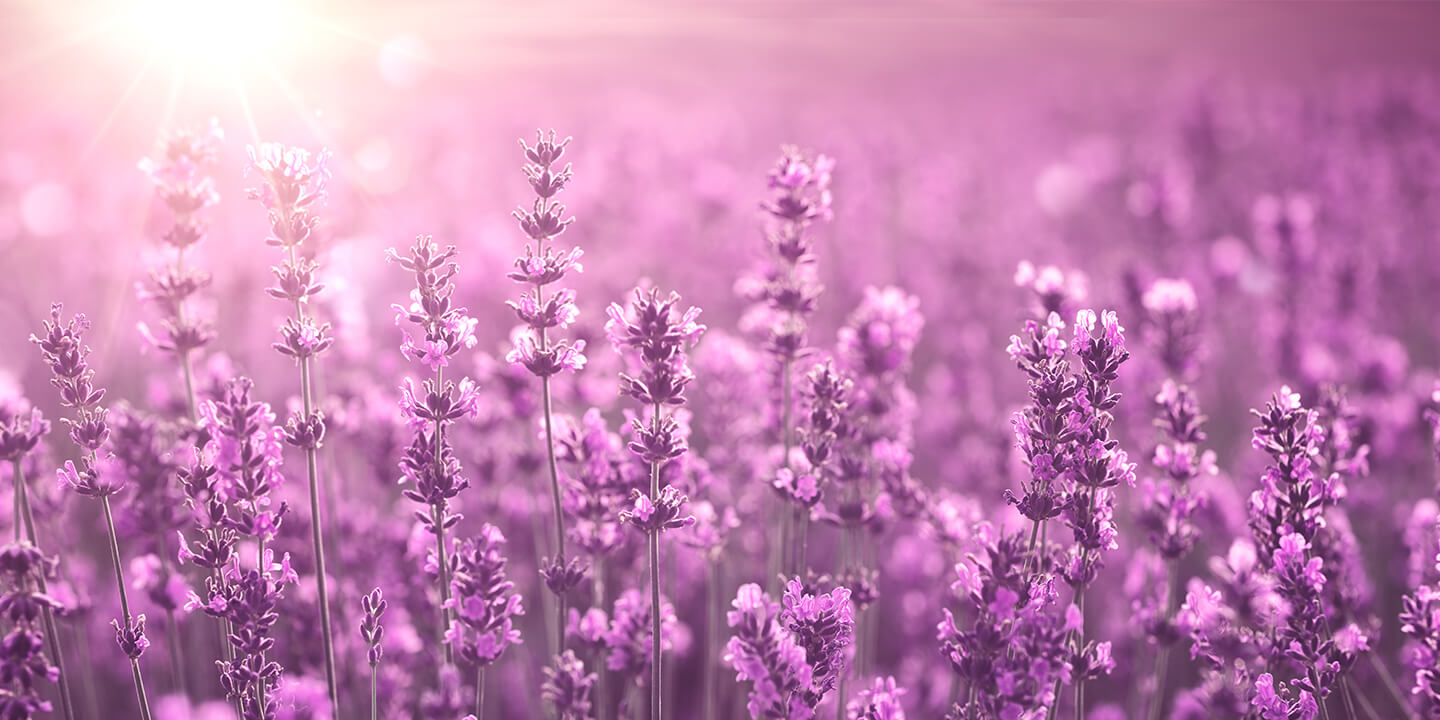 lavanda