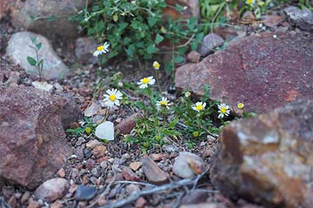 Corunna Daisy WWF Australia