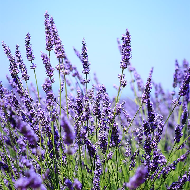  lavanda-no-sol