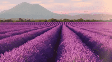 Life Scents™