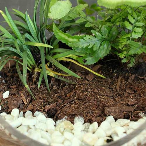 diy_module_nature_refreshing_terrarium2.jpg