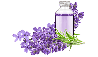 Lavanda