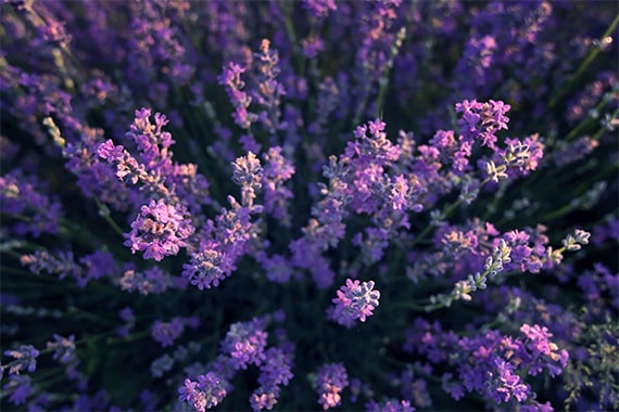 lavanda-aerea