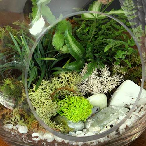 diy_module_nature_refreshing_terrarium3.jpg
