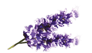 Fragranza alla Lavanda