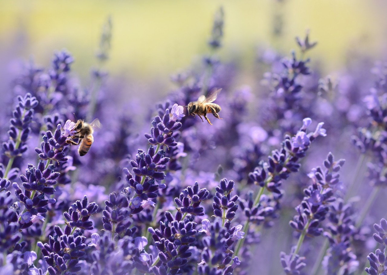 French Lavender and Honey Blossom