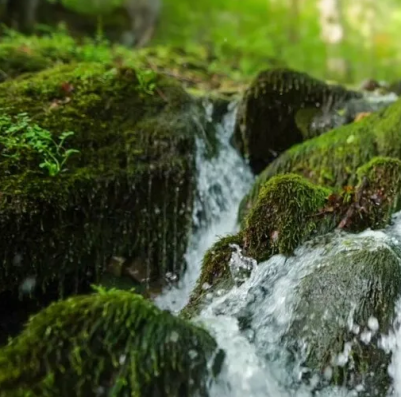 lleva a tu hogar el aroma de lo mejor de la naturaleza chilena facilmente. ¡DESCUBRE CÓMO!