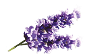 airwick_fragrances_15_lavender_a
