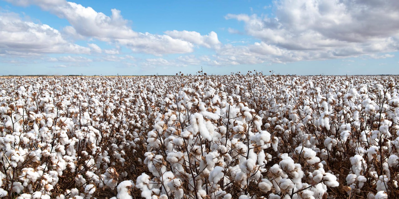  banner-principal-linho