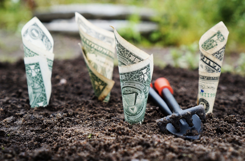 Growing dollar bills in soil