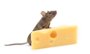 Following the cheese