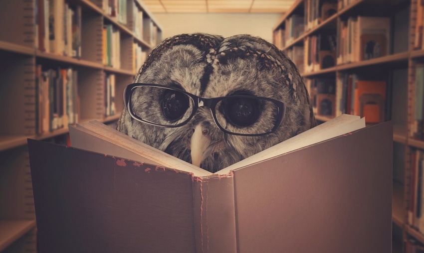 Smart owl represents M&A wisdom