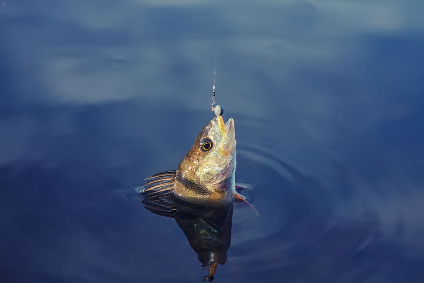 Fish on the Hook