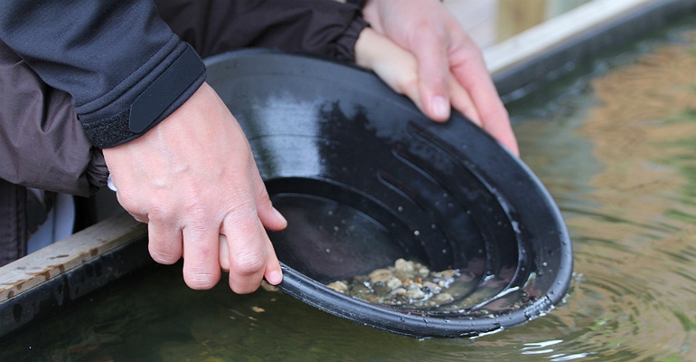 Prospecting, panning for gold