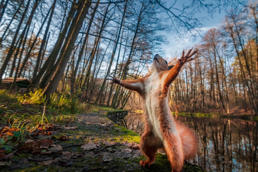 Excited Squirrel in Forest