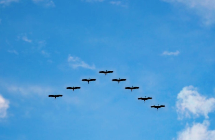 Geese V formation