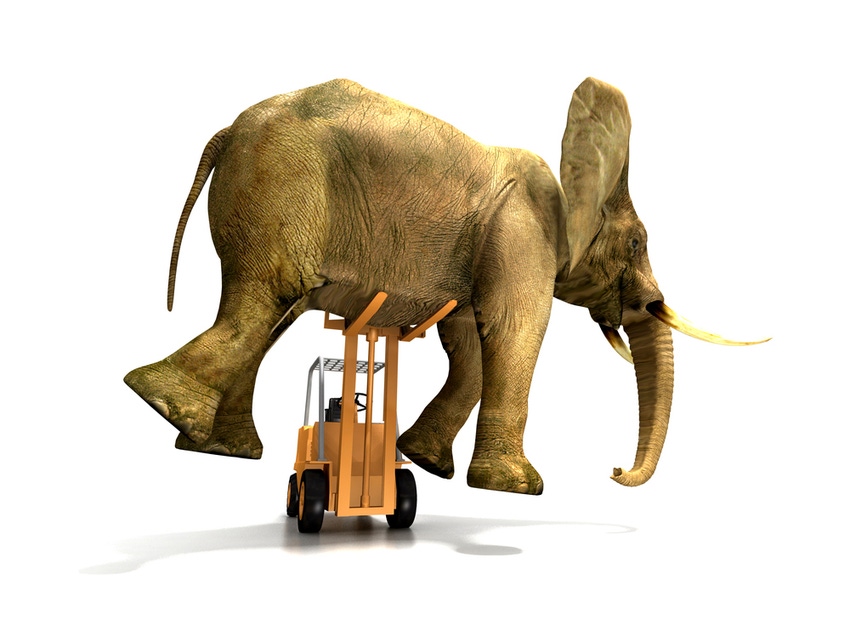 Heavy lift, elephant on forklift