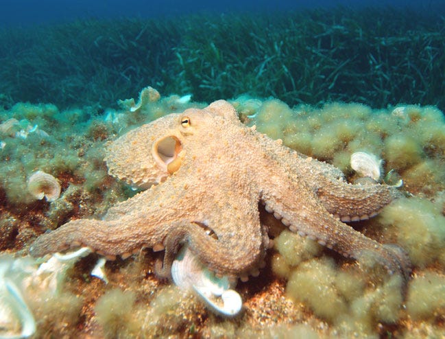 Octopus vulgaris (Courtesy Wikipedia)