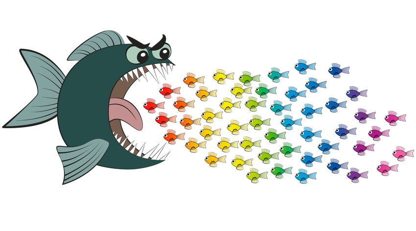 M&A concept illustrated by one big fish opening mouth wide to swallow many small fish.