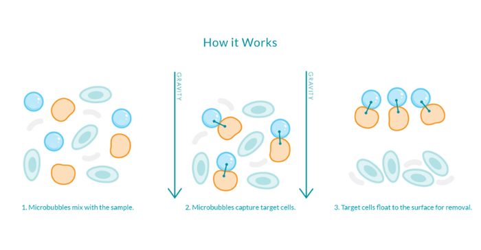 Diagram showing how the microbubble cell separation technology developed by Akadeum Life Sciences works. 
