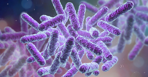 Enterobacteriaceae bacteria, computer illustration. These are Gram-negative rod-shaped bacteria. The family