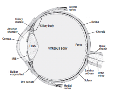 This image shows the anatomy of the human eye.