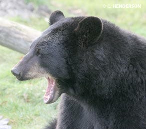 Black Bear Minnesota