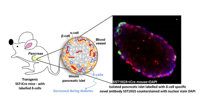 Illustration of how secreted somatostatin extracted from pancreatic cells in mice can indicate diabetes.png