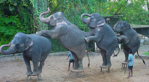 Dancing Elephants M&A