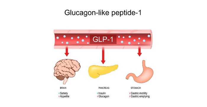 GLP-1 diagram showing how the medication works with the brain, pancreas, and stomach to support weight management..png