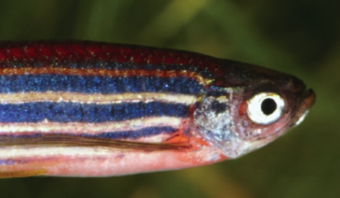 Showing Their Stripes: Using Zebrafish Embryos to Test for Toxicity