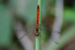Wandering Percher dragonfly