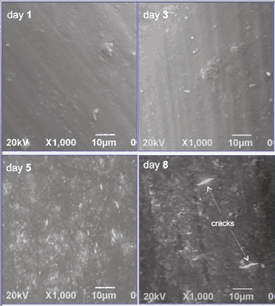 Figure 3. SEM images of PU 55D surface after one, three, five, and eight days of soaking.