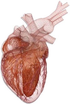 Heart model from Dassault Systemes