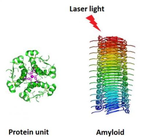 Normally functioning protein on the (left) is optically invisible to high-power laser light. Linked to Alzheimer's, amyloid, on the right, might be potentially cured using laser-based therapies. Image: Piotr Hanczyc.