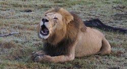Lion_roar.jpg