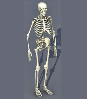 CAD model of a skeleton