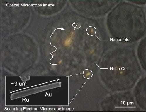 Optical microscope image of a HeLa cell containing several gold-ruthenium nanomotors. Arrows indicate the trajectories of the nanomotors, and the solid white line shows propulsion. Near the center of the image, a spindle of several nanomotors is spinning.  Inset: Electron micrograph of a gold-ruthenium nanomotor. The scattering of sound waves from the two ends results in propulsion. (Courtesy Mallouk lab, Penn State University
