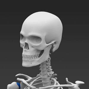 3D model of the skull