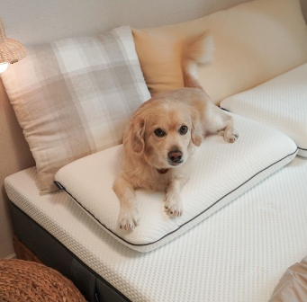 Kleine witte hond ligt op Emma Diamond kussen wit tegen een beige geruit kussen in een lichte slaapkamer met zachte sfeer.