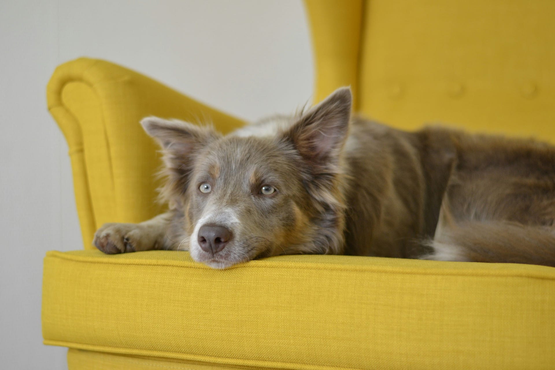 Chien canapé jaune