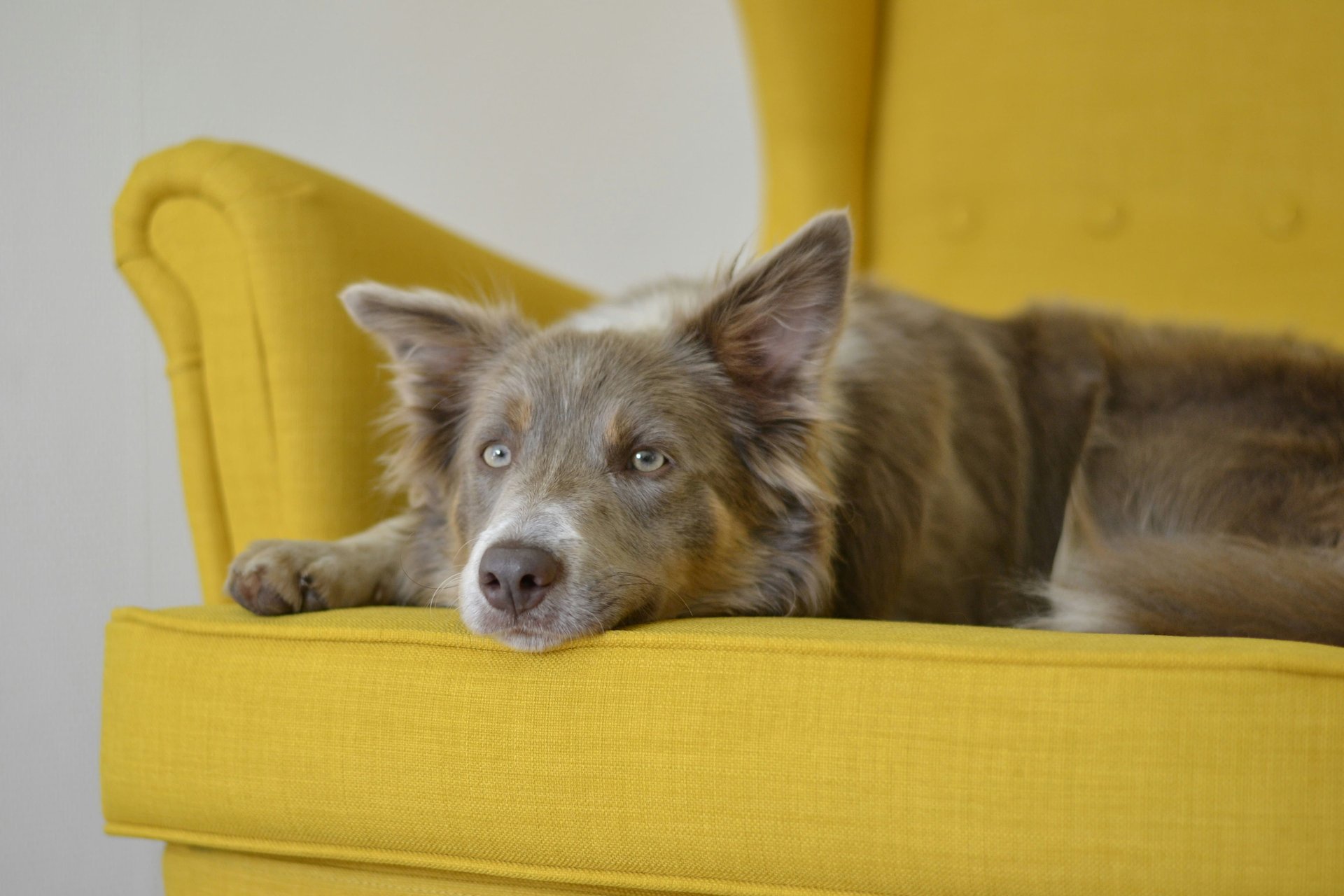 Chien canapé jaune