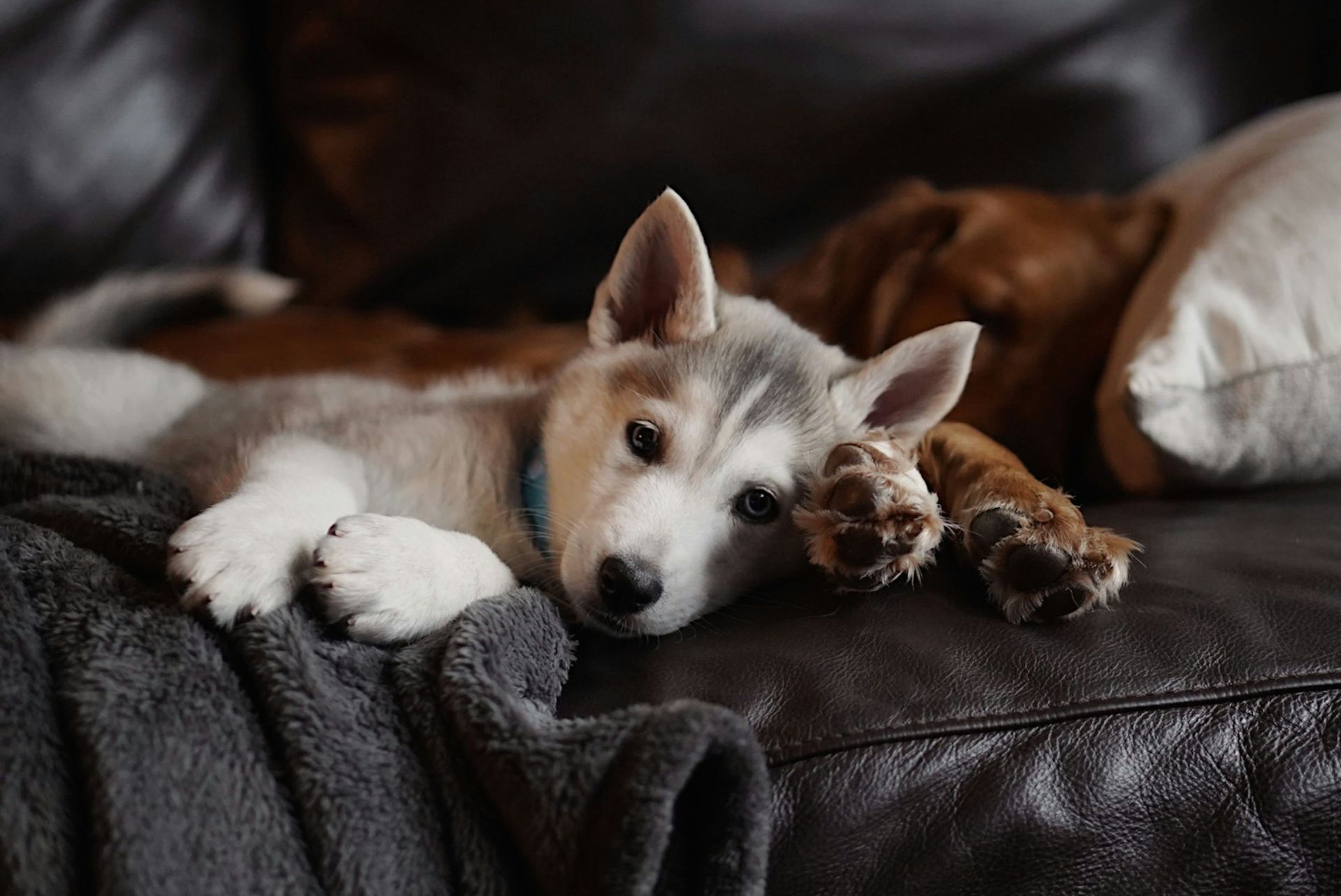 Chiens sur un canapé