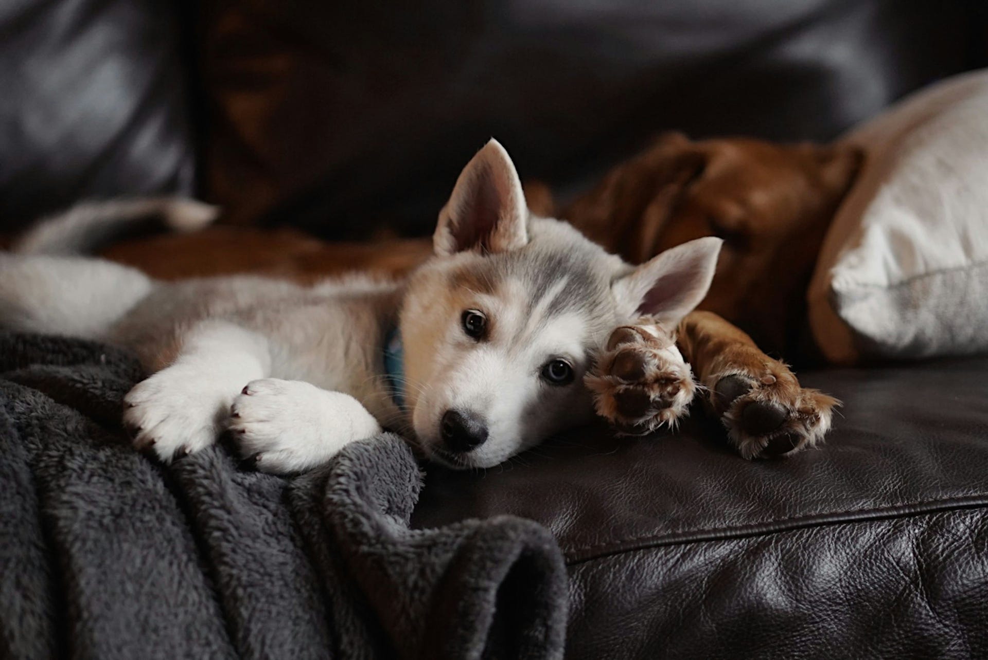 Chiens sur un canapé