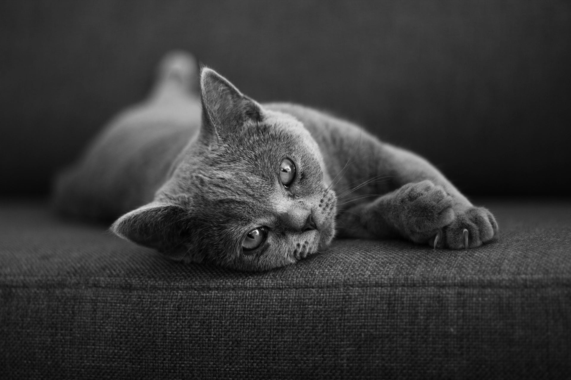 Chat canapé griffe
