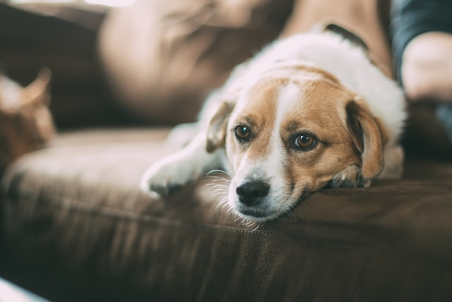 répulsif pour chien qui monte sur le canapé
