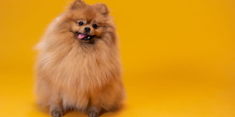 Perrito sobre fondo naranja