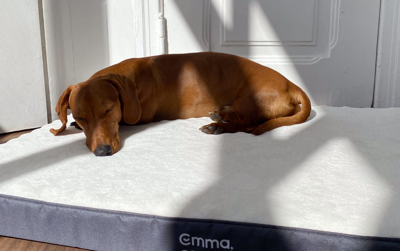 emma-NL-dog-bed-hopedicdesign-usp.png